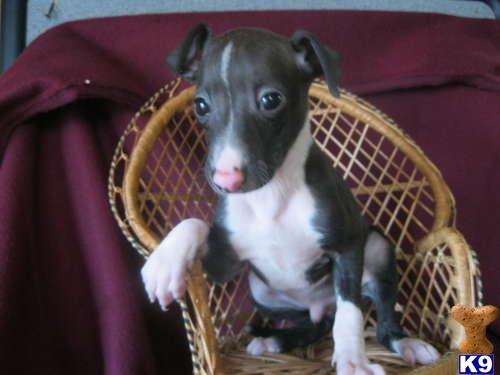 Italian Greyhound Puppies